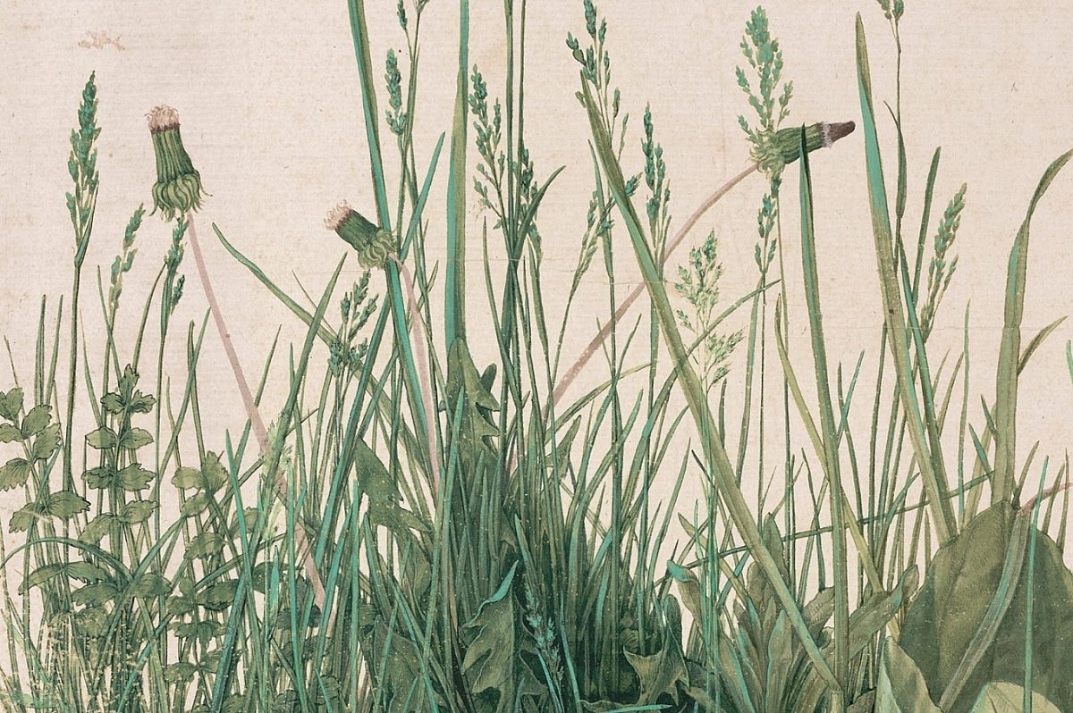 Dürer De grote graszode detail